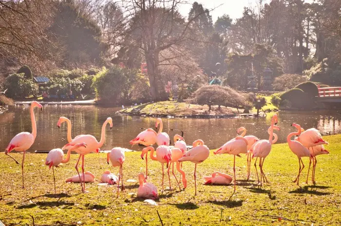 Hagenbeck Zoo
