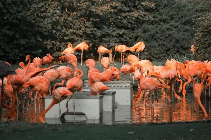 Heidelberg Zoo