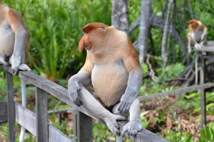 Tenerife Zoo Monkey Park