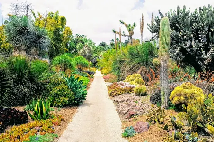 The Cactus Garden